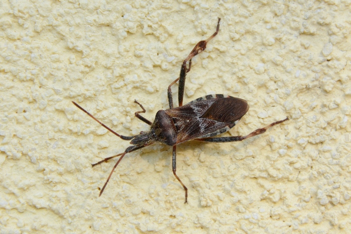 Coreidae: Leptoglossus occidentalis ?  S !